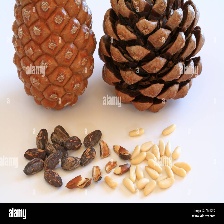 pine nuts